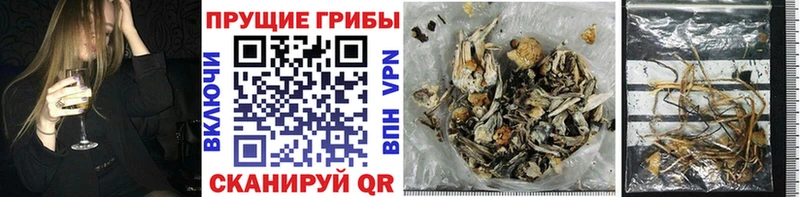 Галлюциногенные грибы GOLDEN TEACHER Нижневартовск